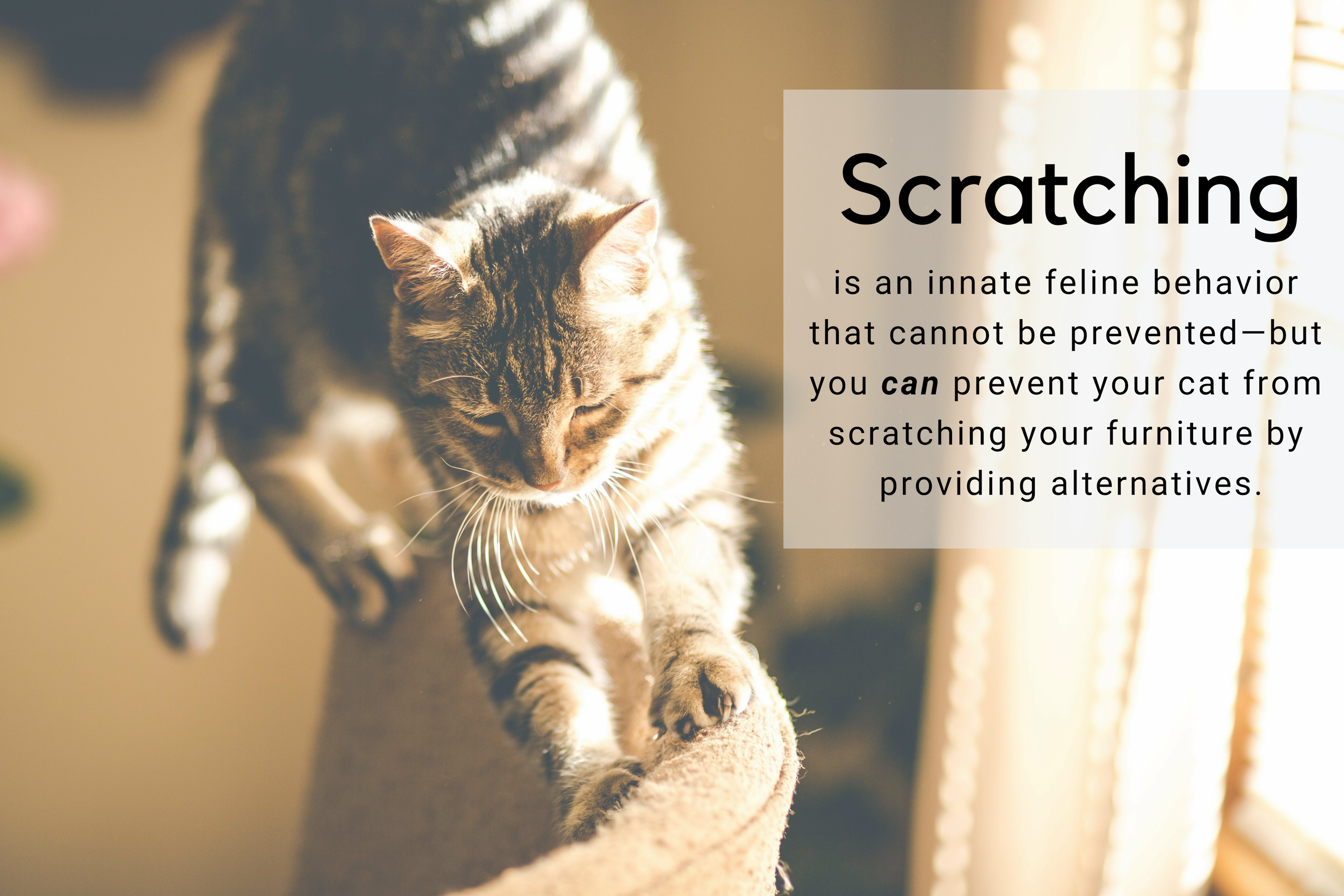 How to train your cat not to clearance scratch